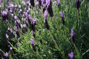 7 libros de aromaterapia