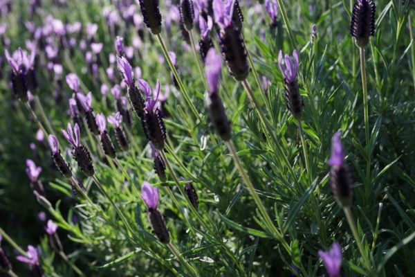 7 libros de aromaterapia